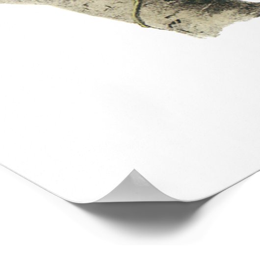 Magpie Jay, John Audubon Poster (Hoek)