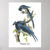 Magpie Jay, John Audubon Poster (Voorkant)
