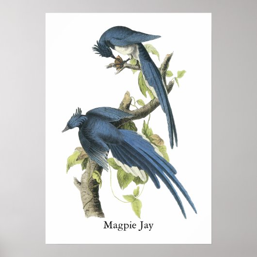Magpie Jay, John Audubon Poster (Voorkant)