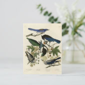 Magpie Jays & Nutkraker Audubon Birds of America Briefkaart (Staand voorkant)