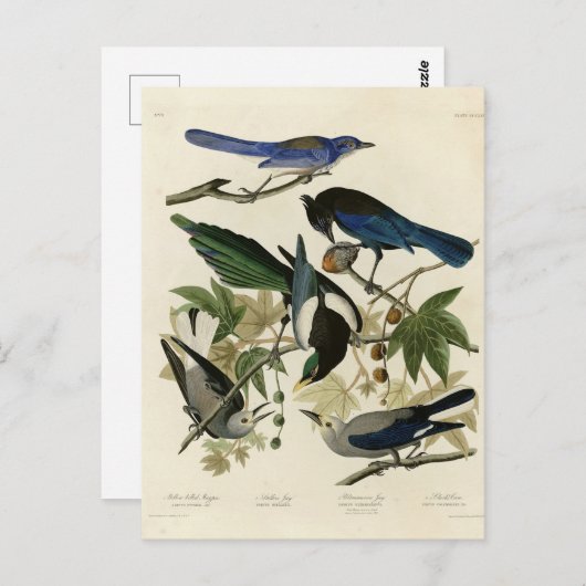 Magpie Jays & Nutkraker Audubon Birds of America Briefkaart (Voorkant / Achterkant)