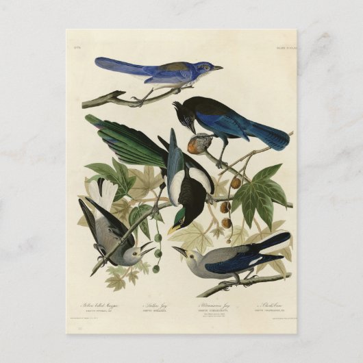 Magpie Jays & Nutkraker Audubon Birds of America Briefkaart (Voorkant)