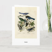 Magpie Jays & Nutkraker Audubon Birds of America Kaart (Achterkant)
