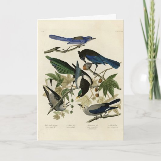 Magpie Jays & Nutkraker Audubon Birds of America Kaart (Voorkant)