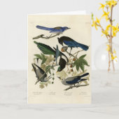 Magpie Jays & Nutkraker Audubon Birds of America Kaart (Gele Bloem)