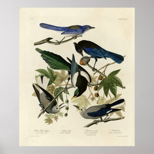 Magpie Jays & Nutkraker Audubon Birds of America Poster (Voorkant)