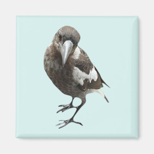 Magpie Magneet (Voorkant)