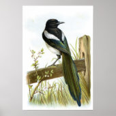Magpie Poster (Voorkant)