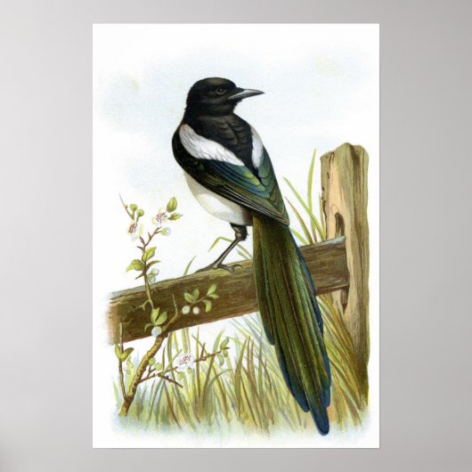 Magpie Poster (Voorkant)