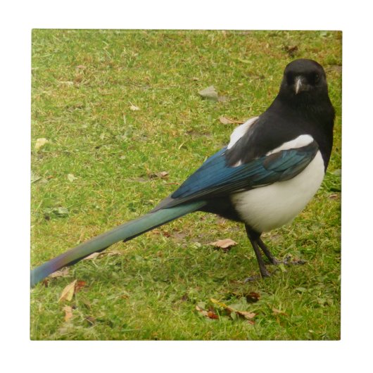 Magpie Tile Tegeltje (Voorkant)