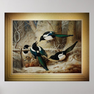 Magpies rond een dood Vrouw auerhoen Poster