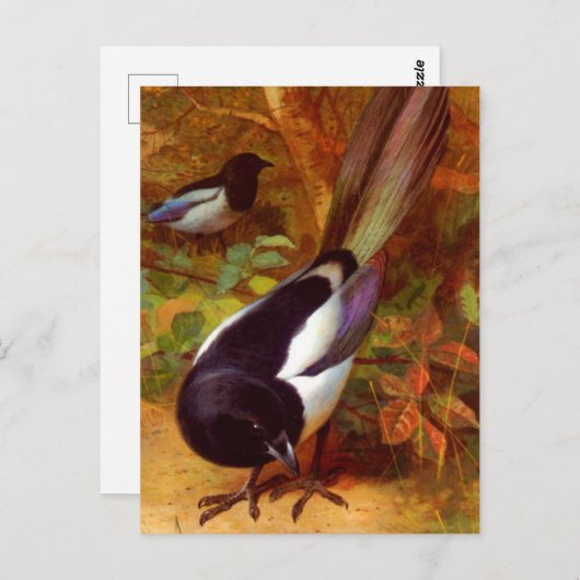 Magpies, schilderij van Archibald Thorburn, Briefkaart (Voorkant / Achterkant)