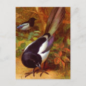Magpies, schilderij van Archibald Thorburn, Briefkaart (Voorkant)