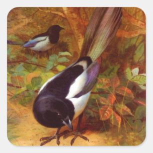 Magpies Vierkante Sticker
