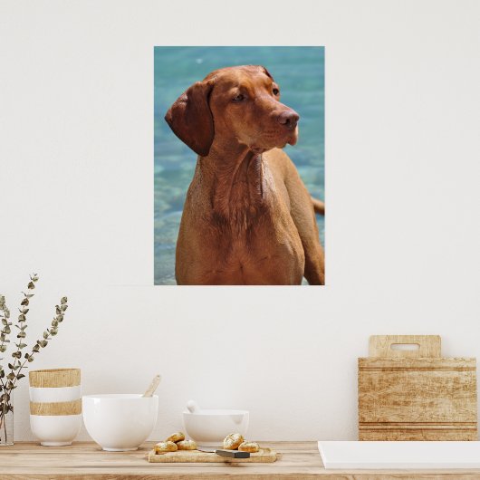 Magyar Vizsla Dog Poster (Keuken)