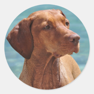 Magyar Vizsla Dog Ronde Sticker