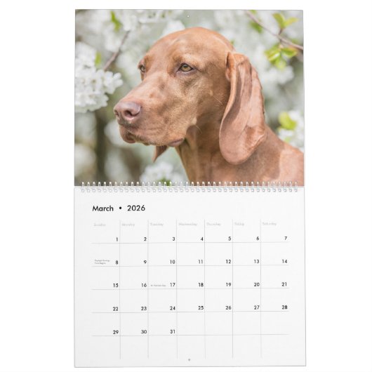 Magyar Vizsla Hunde Kalender (Mar 2026)