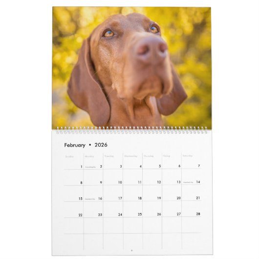 Magyar Vizsla Hunde Kalender (Feb 2026)