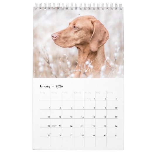 Magyar Vizsla Hunde Kalender (Jan 2026)