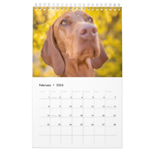 Magyar Vizsla Hunde Kalender (Feb 2026)