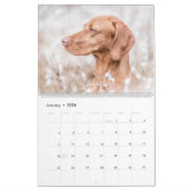 Magyar Vizsla Hunde Kalender (Jan 2026)