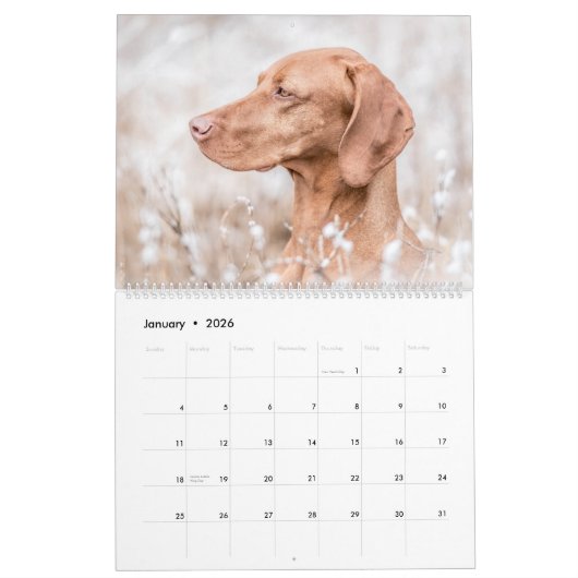 Magyar Vizsla Hunde Kalender (Jan 2026)