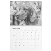 Magyar Vizsla Hunde Kalender black & white (Mar 2026)