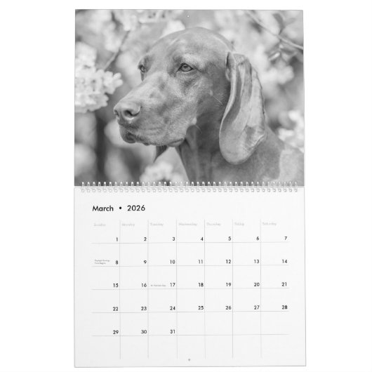 Magyar Vizsla Hunde Kalender black & white (Mar 2026)