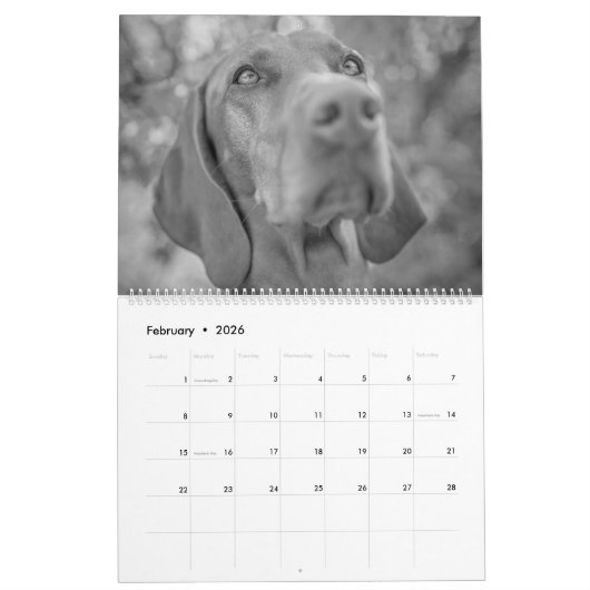 Magyar Vizsla Hunde Kalender black & white (Feb 2026)