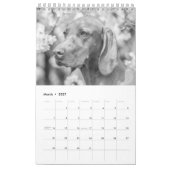 Magyar Vizsla Hunde Kalender black & white (Mar 2027)