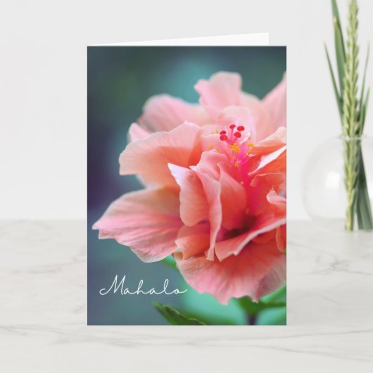 Mahalo Bedankt Hawaiian Pink Hibiscus Close-up Kaart (Voorkant)