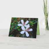 Mahalo Hawaiaanse Witte Hibiscus Viering Bedankkaart (Achterkant)
