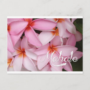 Mahalo Pink Plumeria Kaart