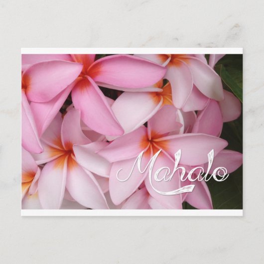 Mahalo Pink Plumeria Kaart (Voorkant)