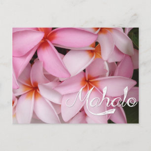 Mahalo Pink Plumeria Kaart