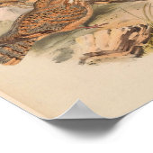 Mahratta Sykes Nightjar  Bird Art Print (Hoek)