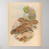 Mahratta Sykes Nightjar  Bird Art Print (Voorkant)