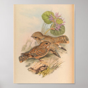 Mahratta Sykes Nightjar Bird Art Print