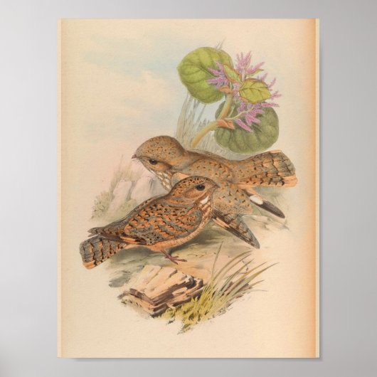 Mahratta Sykes Nightjar  Bird Art Print (Voorkant)