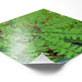 Maidenhair Fern Foto Afdruk (Hoek)