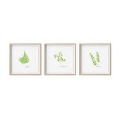 Maidenhair Fern Illustratie | Serie Fern Poster
