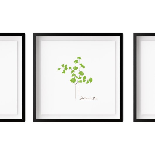 Maidenhair Fern Illustratie | Serie Fern Poster