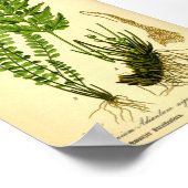 Maidenhair Spleenwort (Asplenium trichomanen) Poster (Hoek)