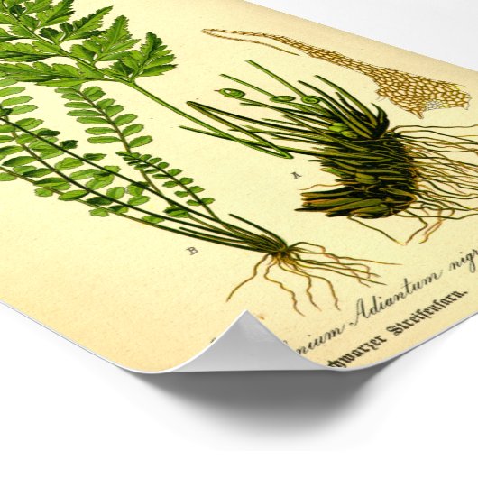 Maidenhair Spleenwort (Asplenium trichomanen) Poster (Hoek)