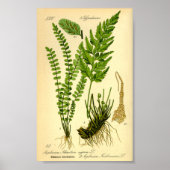 Maidenhair Spleenwort (Asplenium trichomanen) Poster (Voorkant)