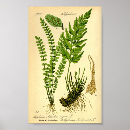 Maidenhair Spleenwort (Asplenium trichomanen) Poster (Voorkant)