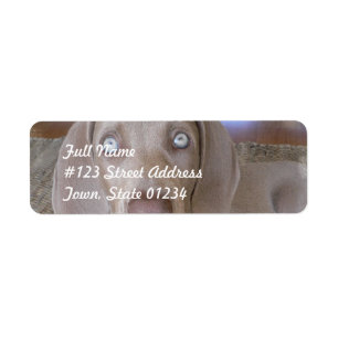 Mailing label Weimeraner Dog