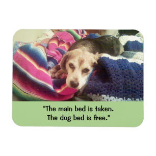 "Main Bed Take / Dog Bed Free" 3x4 Photo Magnet Magneet