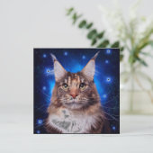 Main Coon Cat Blue Background Stars Kaart (Staand voorkant)