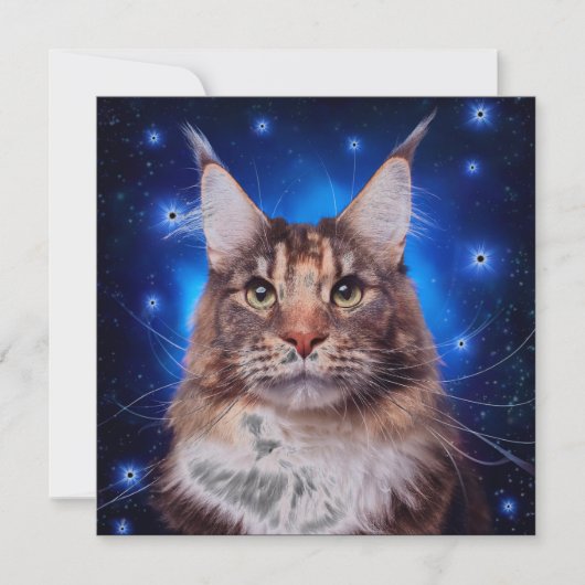 Main Coon Cat Blue Background Stars Kaart (Voorkant)